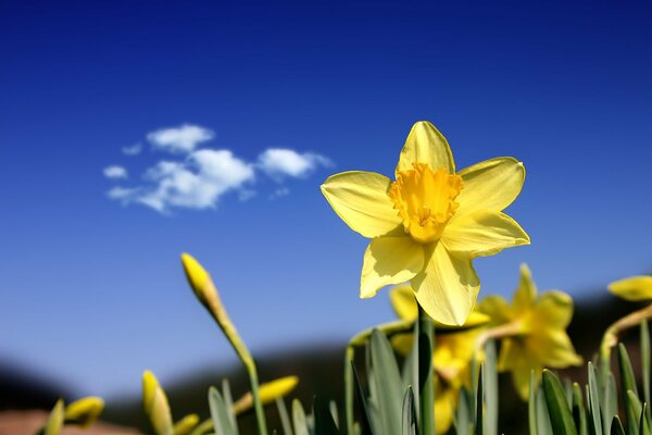 Yellow narcissus on a blue sky background