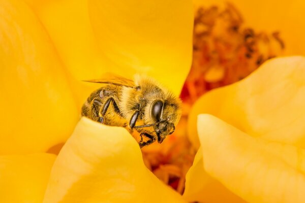 A bee in a flower bud collects nectar