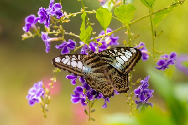 Farfalla dipinta ha scelto un fiore viola