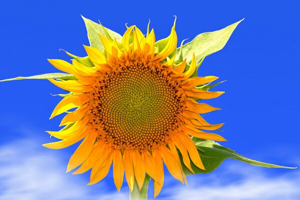 Bright yellow sunflower on a blue sky background