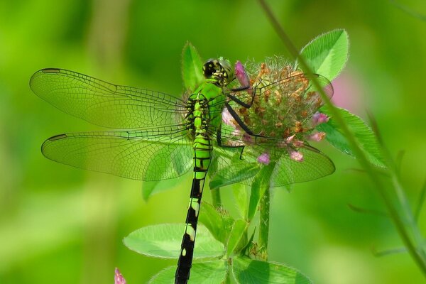 Libellule sur une fleur de trèfle dans un champ