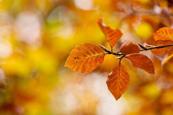 Ramoscello autunnale su sfondo giallo