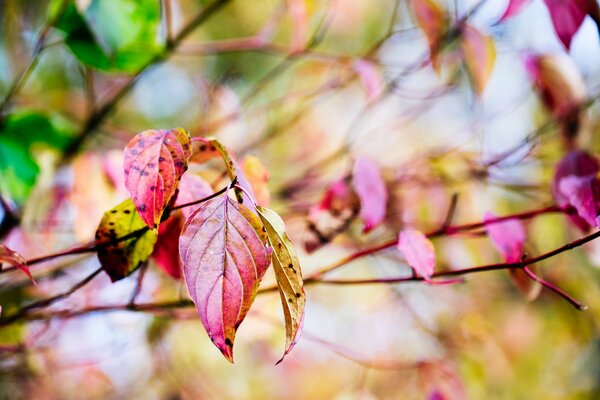 Ungewöhnliche rosa Farbe der Herbstblätter