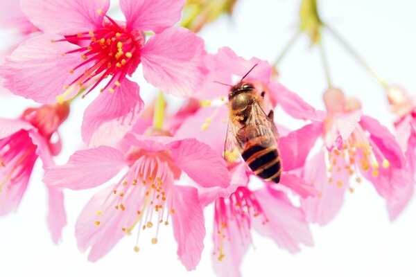 Eine bestäubende Biene. Kleine Blumen