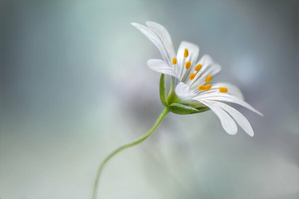 Flor blanca sobre tallo verde