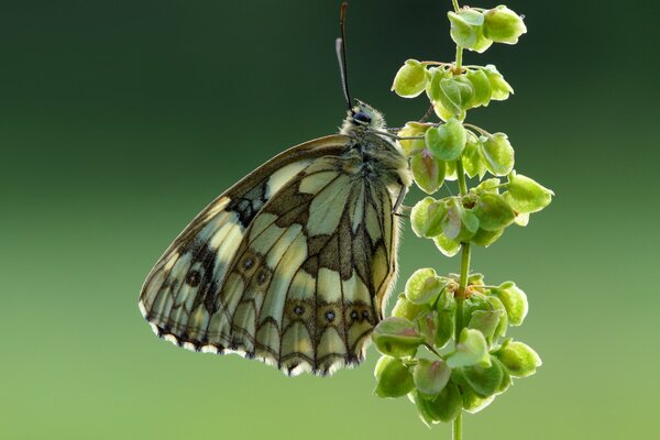 Mariposa de ojos moteados foto de recuerdo