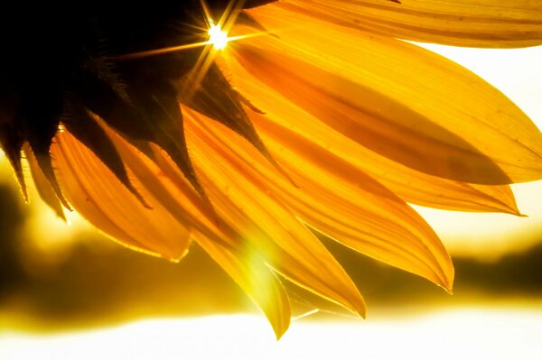 The rays of the sun illuminate the petals of a sunflower