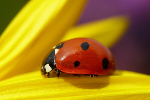 Coccinella rossa, riprese macro