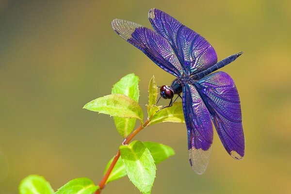 Foto di una libellula con ali viola su un ramo