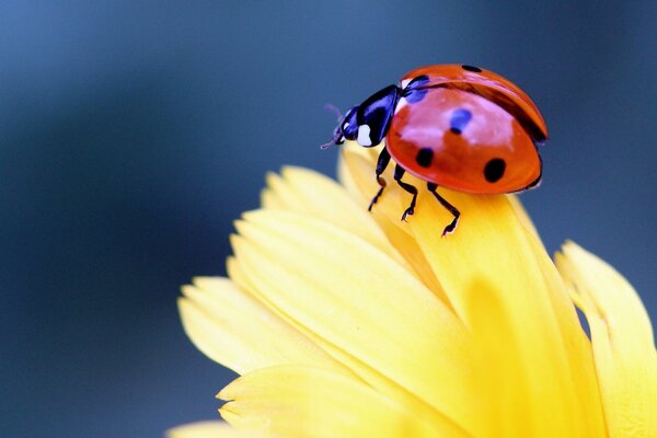 Ladybug on a meadow flower