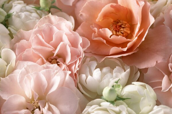 Delicate tea rose with large petals