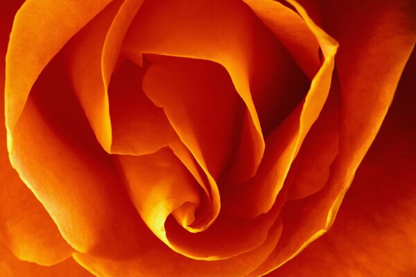 Flor naranja en macro