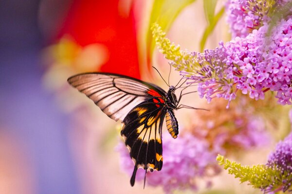 Der Schmetterling fliegt zum Flieder. Makrofotografie