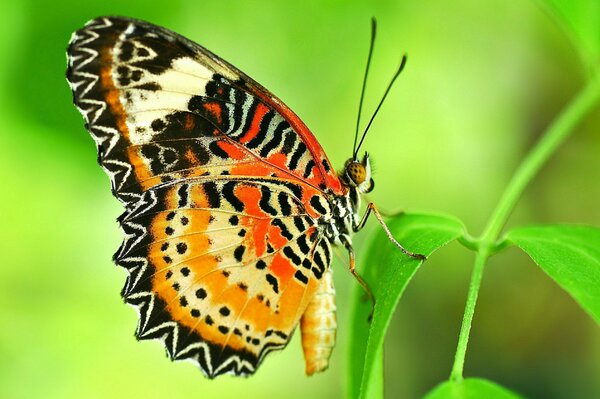 Butterfly close-up on the grass