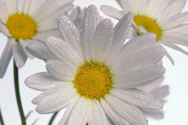 Margaritas blancas en gotas de agua