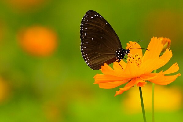 Schwarzer Schmetterling mit weißen Flecken