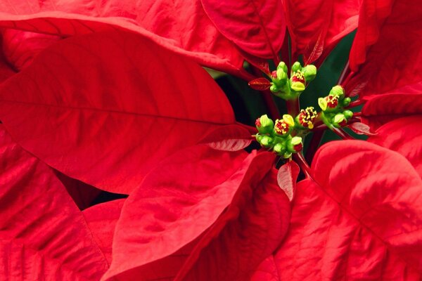 Small flowers on red leaves