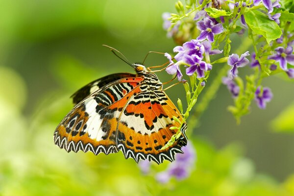 Le papillon des bois recueille le nectar