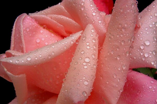 Delicate rose petals in drops