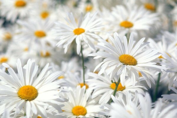 Delicate daisies in calm tones