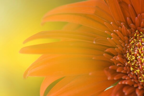 Combinación de bilis y naranja en los pétalos de la flor