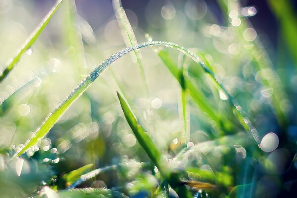 Macro photography of dew settled on the grass