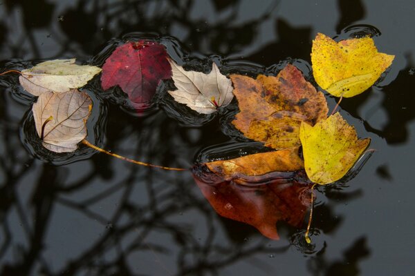 Hojas en el agua en otoño