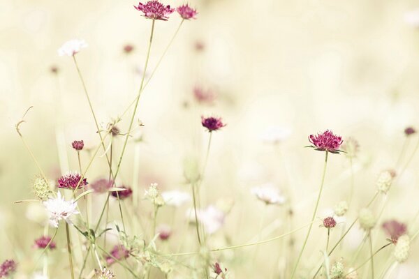 Tir de fleurs sauvages de couleur rouge