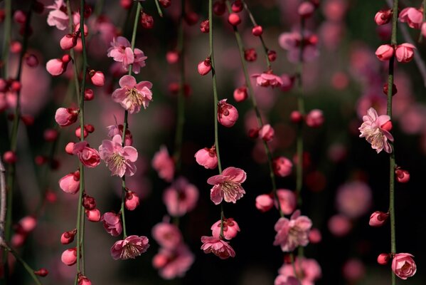 Pink flowers and buds on the branches