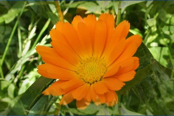 Flor naranja en hierba verde