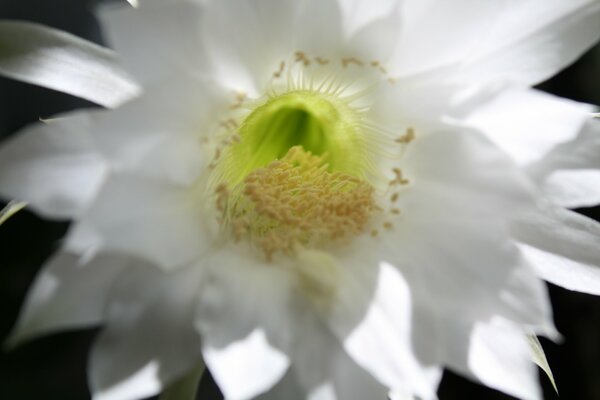 Eine Kaktusblume. Makrofotografie. Weiße Blume