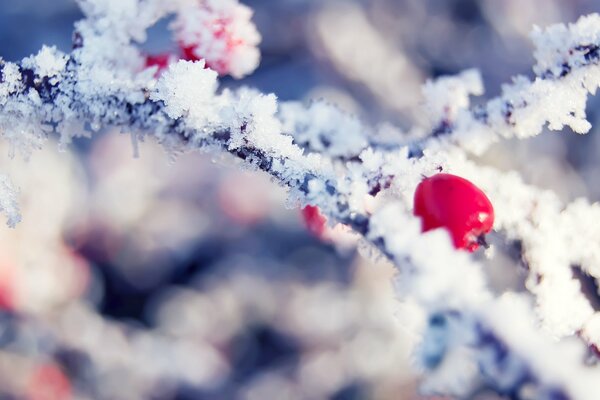 Rote Beere mit Eiskristallen bedeckt