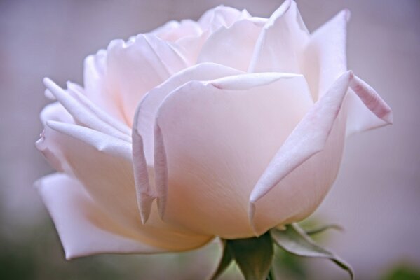 Petali di rosa per il bagno