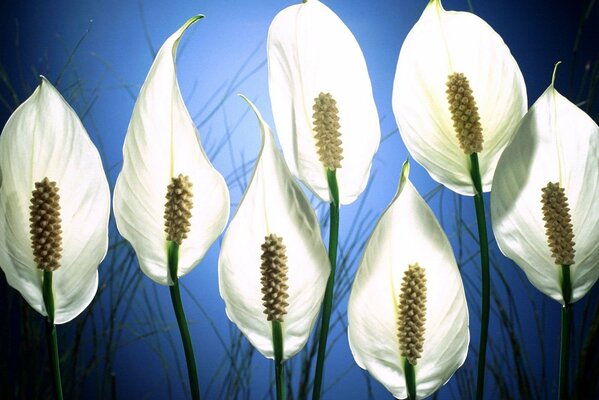 Spatiphyllum weiß auf blauem Hintergrund