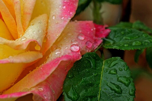 Rosenblätter in Wassertropfen