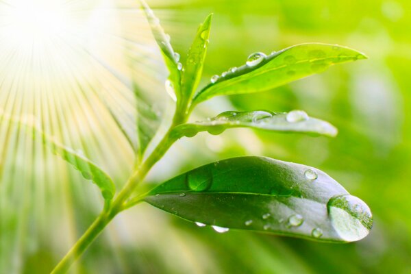 Gocce d acqua su una foglia