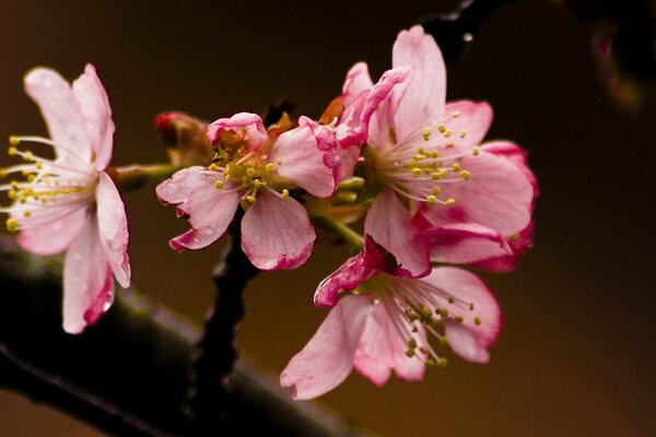 Fotografía macro de flores de Sakura