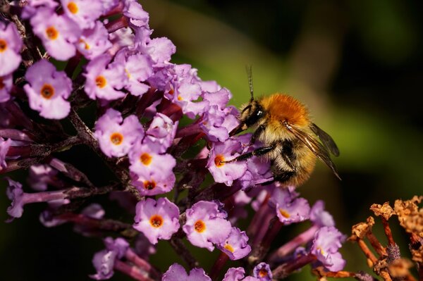 Bumblebee boit du nectar de fleur