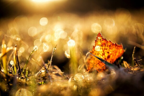 Blatt unter den Strahlen der Sonne auf dem Gras