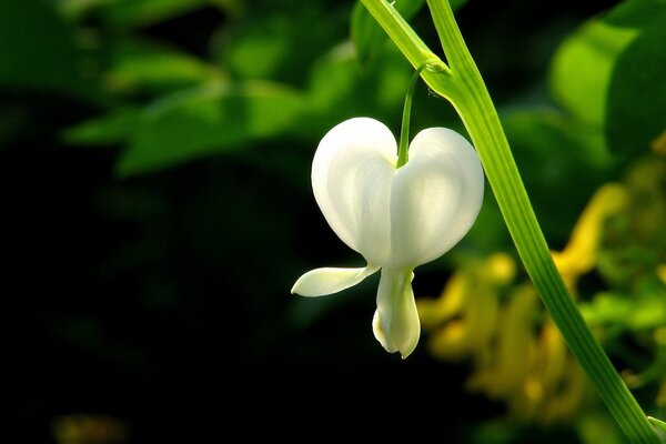 A white flower on a green branch