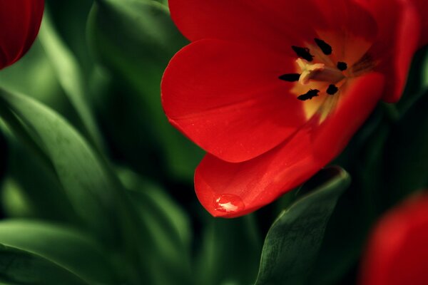 A blooming red tulip with green leaves