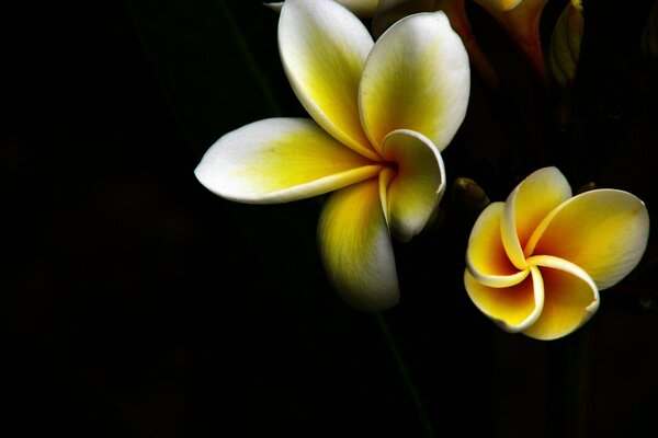 Helle Blumen auf schwarzem Hintergrund