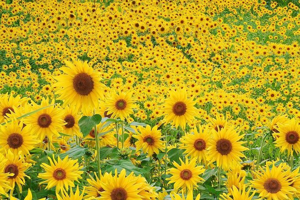 Un gran campo de girasoles en flor