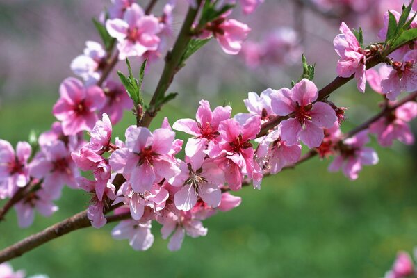 A branch of blooming apricots. Pink flowers