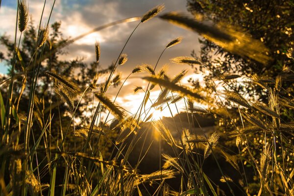 Espiguillas de trigo en los rayos del sol