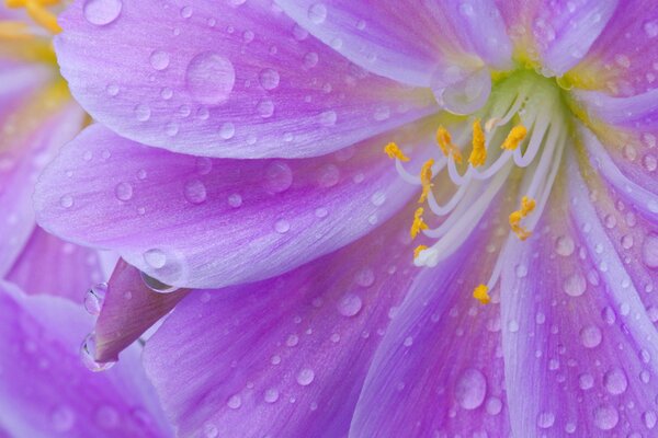 Gotas de rocío en los pétalos de una flor