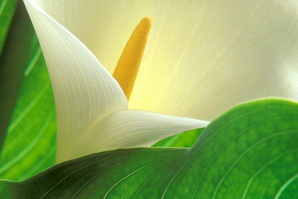 White lily with green leaves