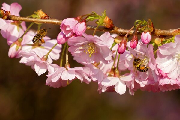 A branch of a cherry blossom on which bees sit