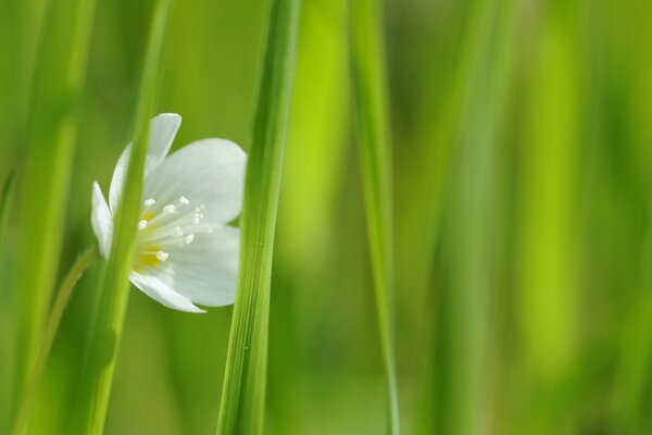 A macro shot of a white flower