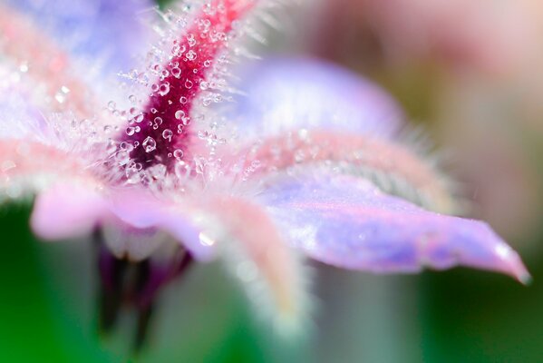 Macro di gocce di rugiada su un fiore lilla